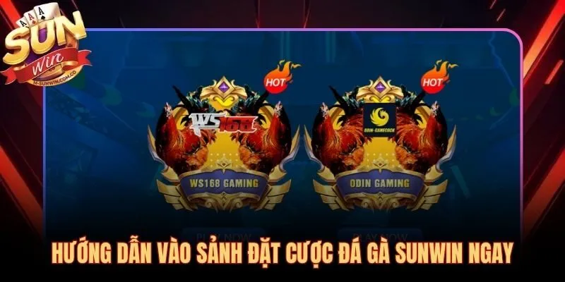 Bốn bước đơn giản từ đăng nhập đến đặt kèo đá gà Sunwin trực tiếp