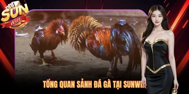 Đá gà Sunwin với kèo Meron Wala Draw và livestream HD chuẩn quốc tế